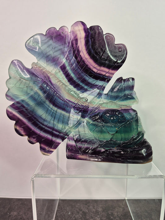 Fluorite Butterfly on Flower