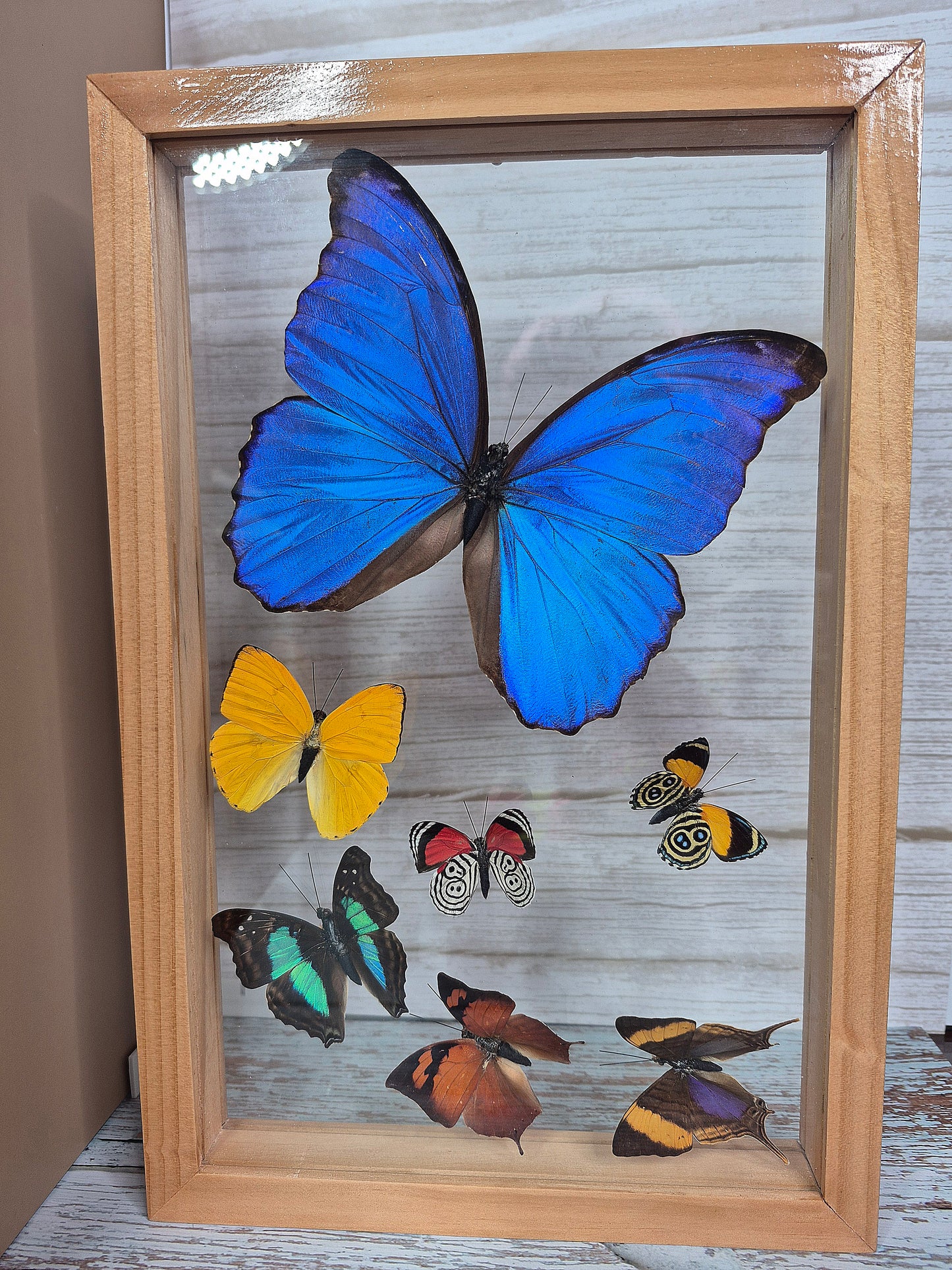 Beautiful Variety of Butterflies in Framed Shadow Box