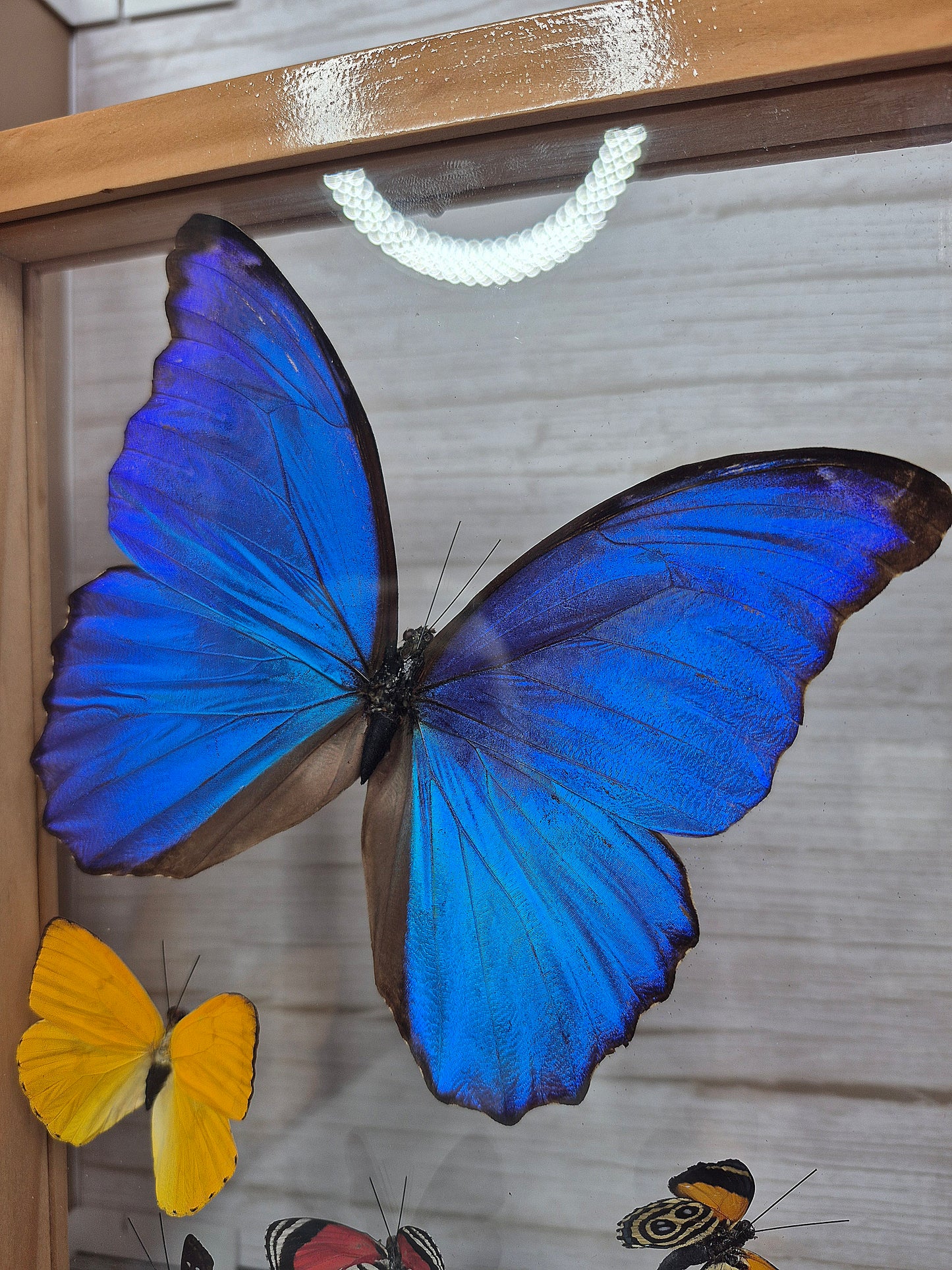 Beautiful Variety of Butterflies in Framed Shadow Box