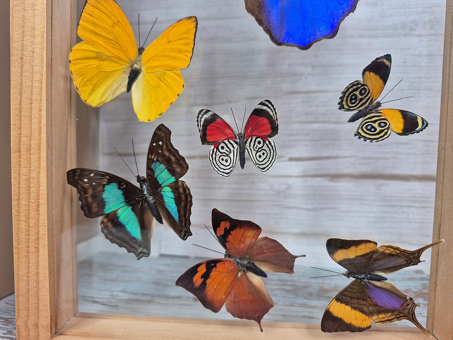 Beautiful Variety of Butterflies in Framed Shadow Box