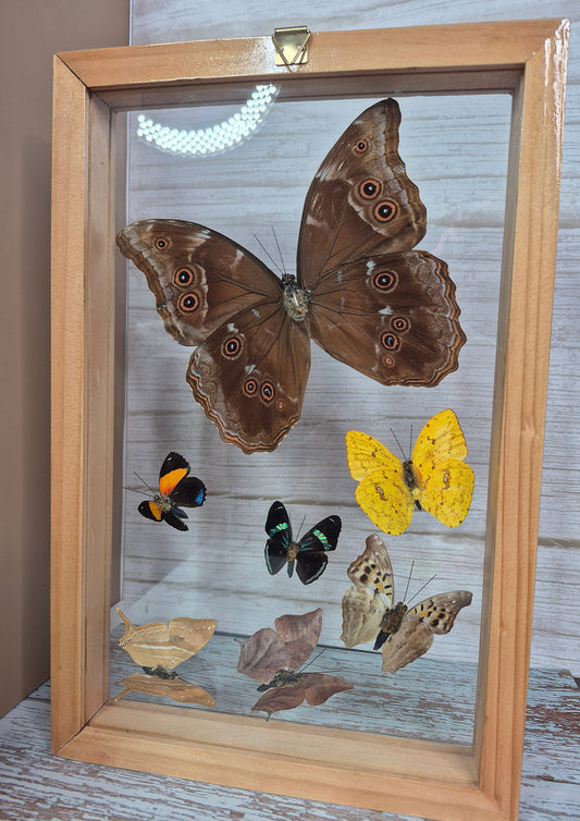 Beautiful Variety of Butterflies in Framed Shadow Box