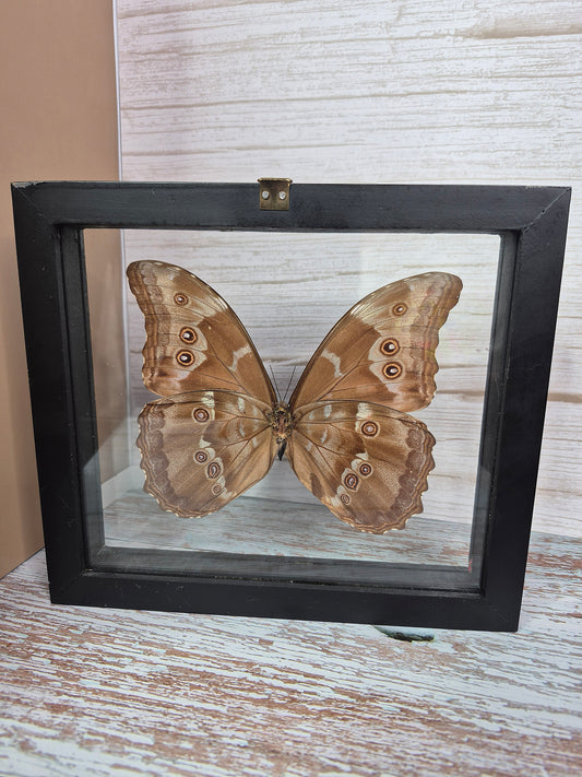 Pearlescent Morpho Sulkowskyi Butterfly in Shadow Box