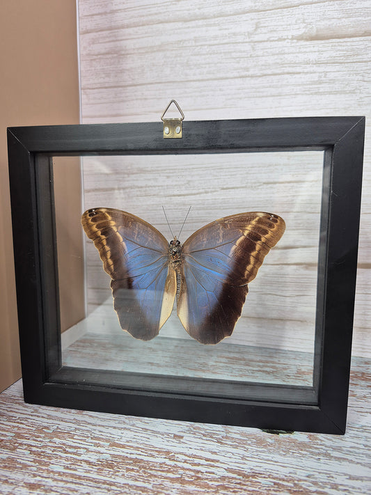 Beautiful Forest Owl Butterfly in Framed Shadow Box