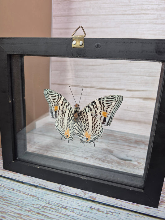 Baeotus Baeotus Butterfly - Framed Taxidermy in Shadow Box