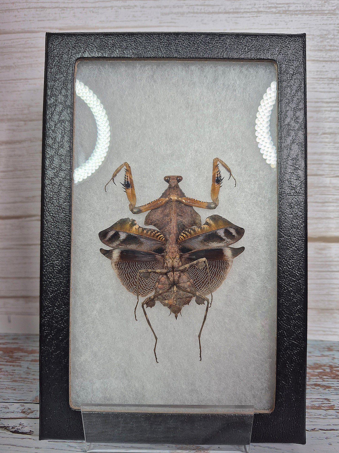 The Dead Leaf Mantis - Framed Taxidermy