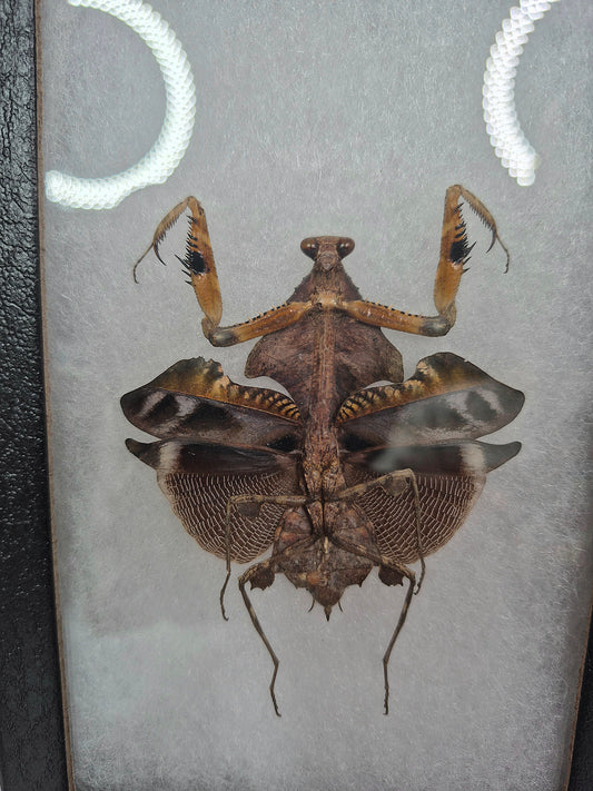 The Dead Leaf Mantis - Framed Taxidermy