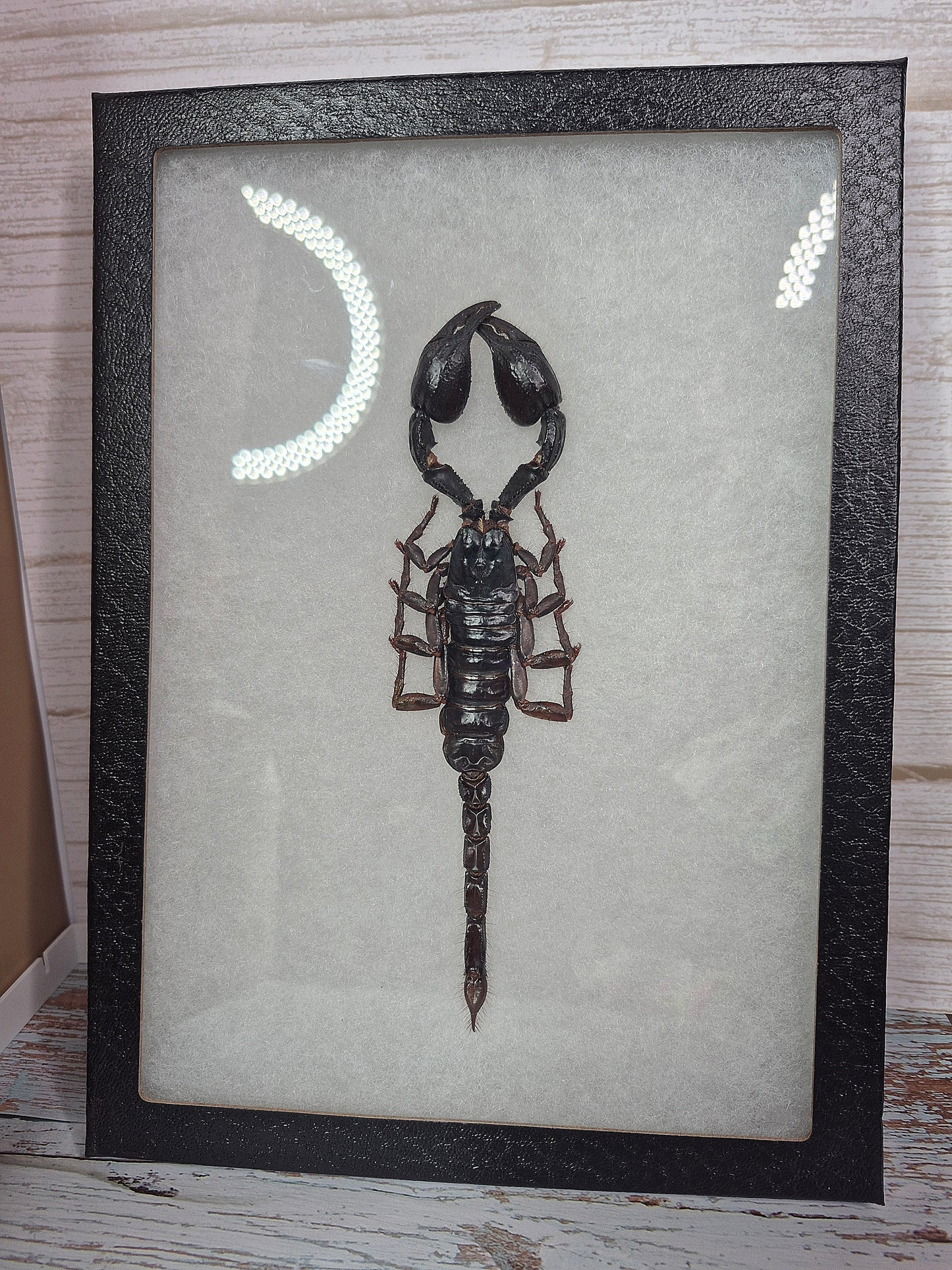 Taxidermy Emperor Scorpion in Frame