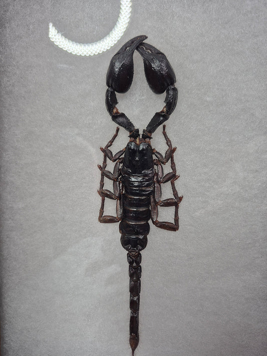 Taxidermy Emperor Scorpion in Frame