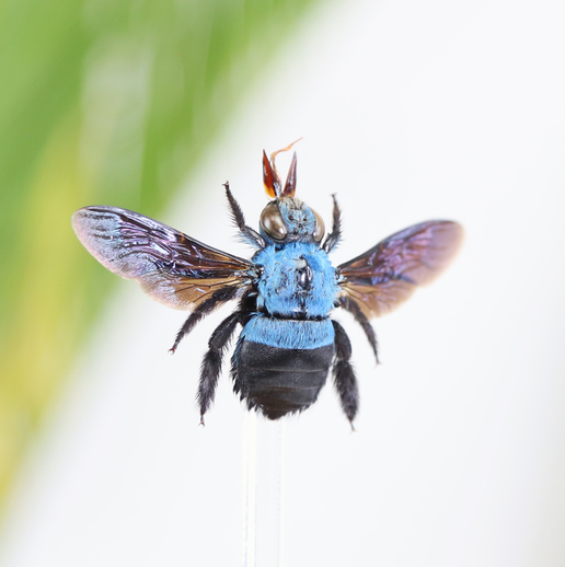 Blue Carpenter Bee Insect Taxidermy Bell Jar