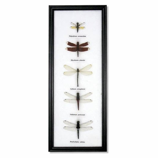 Framed Dragonfly Specimens