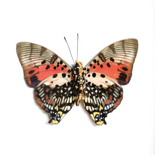 Shining Red Charaxes Insect Bug Taxidermy Box Frame