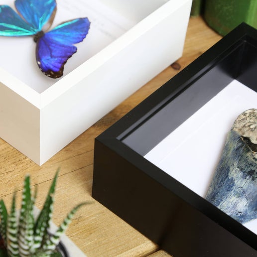 The Dotted Glory Butterfly Insect Bug Taxidermy Box Frame