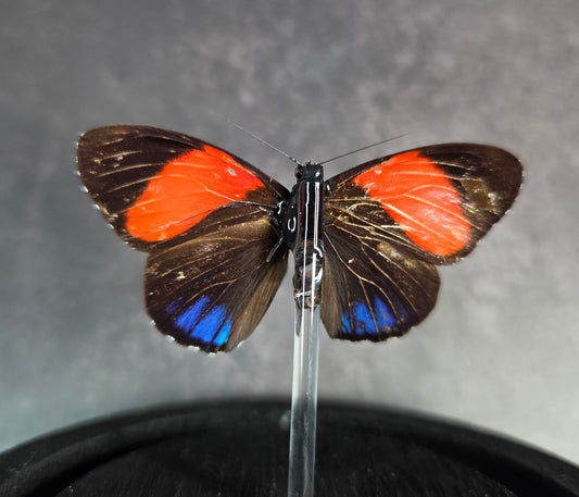 Callicore Felderi Butterfly