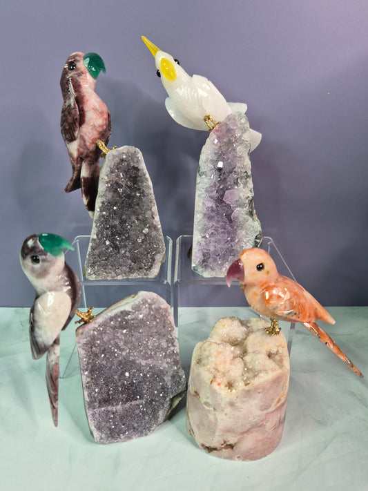 Stunning Parrots on Crystal Bases