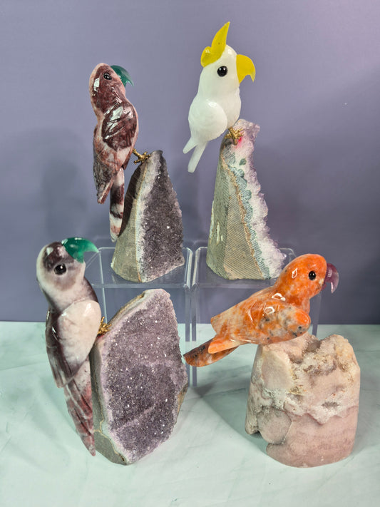 Stunning Parrots on Crystal Bases