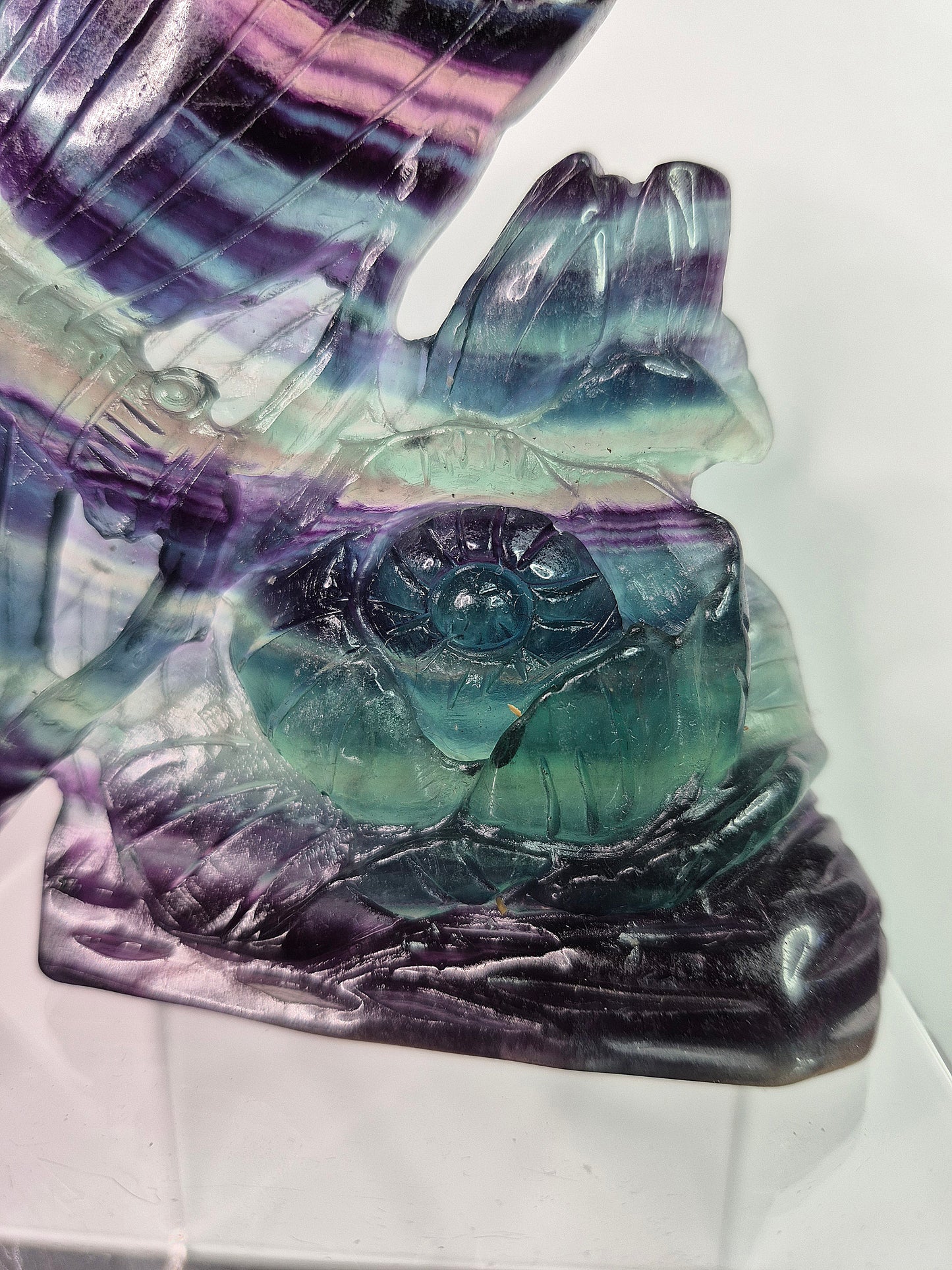 Fluorite Butterfly on Flower