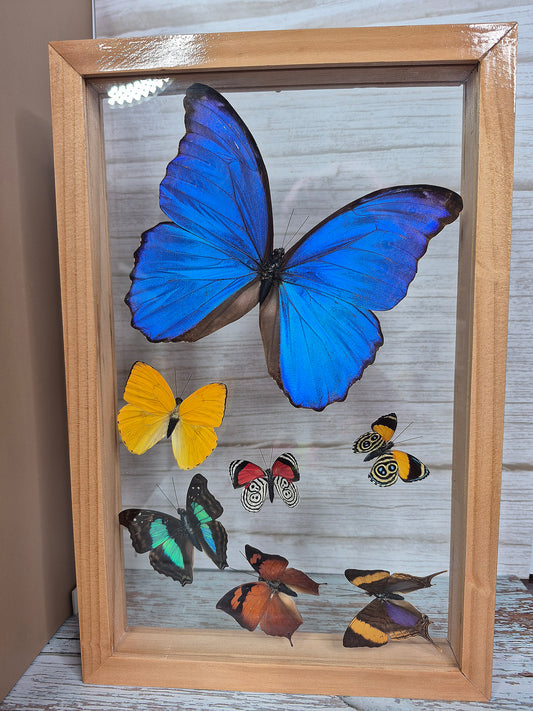 Beautiful Variety of Butterflies in Framed Shadow Box