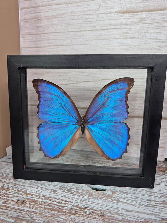 Pearlescent Morpho Sulkowskyi Butterfly in Shadow Box