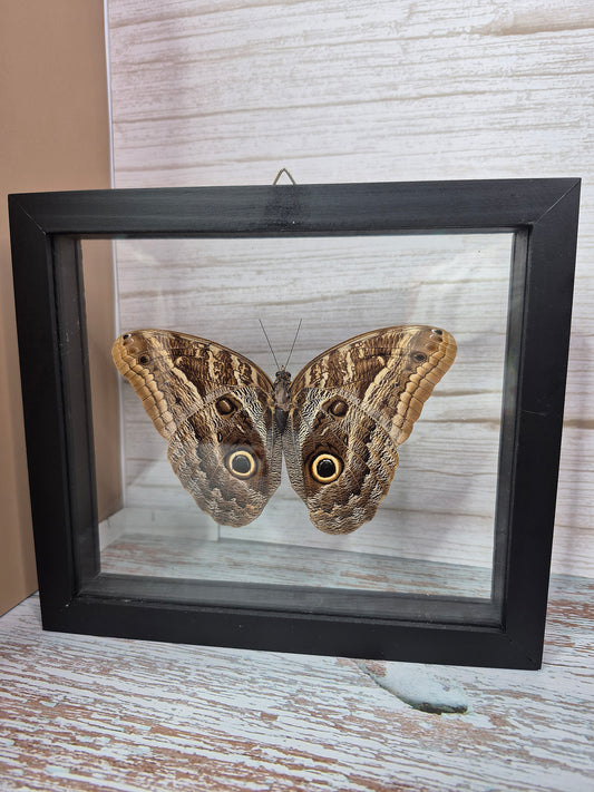 Beautiful Forest Owl Butterfly in Framed Shadow Box