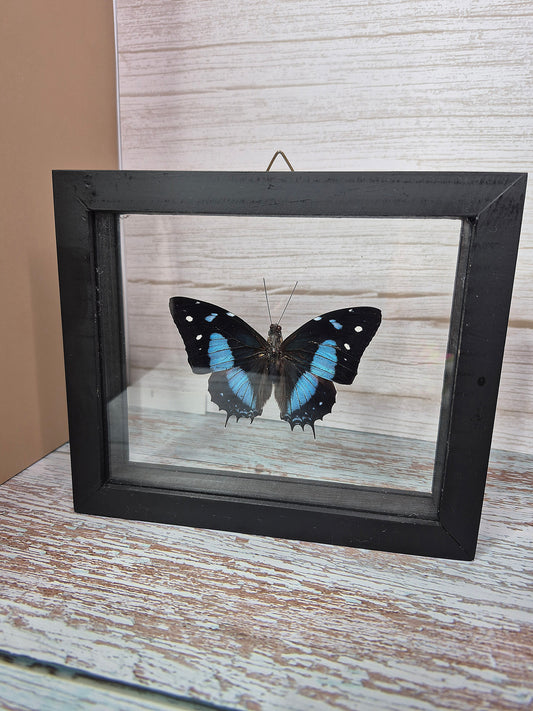 Baeotus Baeotus Butterfly - Framed Taxidermy in Shadow Box