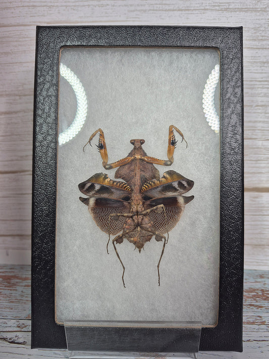 The Dead Leaf Mantis - Framed Taxidermy