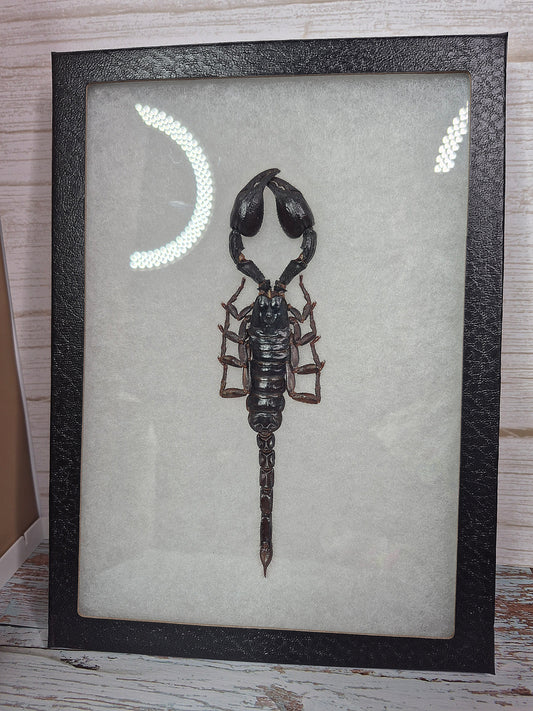 Taxidermy Emperor Scorpion in Frame