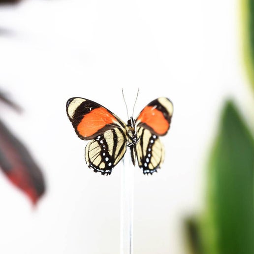 Callicore Felderi Butterfly in Bell Jar