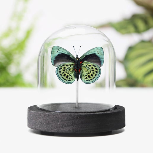 Leprieur's Glory Butterfly Insect Bug Taxidermy Bell Jar