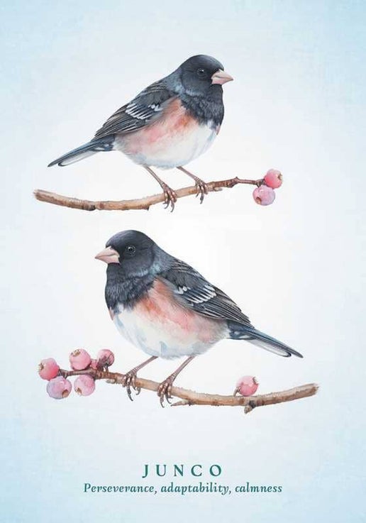 Simon & Schuster - Spiritual Meaning of Birds Oracle Deck by Arin Murphy-Hiscock: Flashcards; 50 pages, English