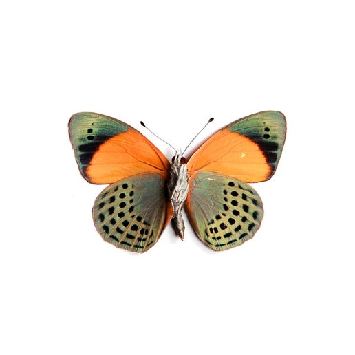 The Dotted Glory Butterfly Insect Bug Taxidermy Box Frame