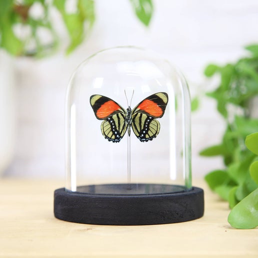 Callicore Felderi Butterfly in Bell Jar