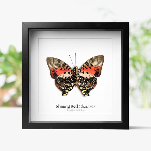 Shining Red Charaxes Insect Bug Taxidermy Box Frame