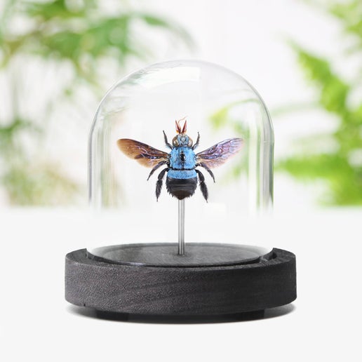 Blue Carpenter Bee Insect Taxidermy Bell Jar