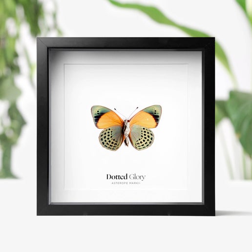 The Dotted Glory Butterfly Insect Bug Taxidermy Box Frame
