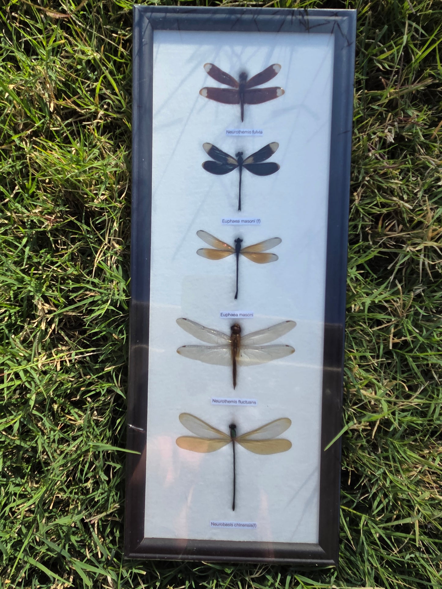 Mystic Dragonfly Collection in Wooden Frame