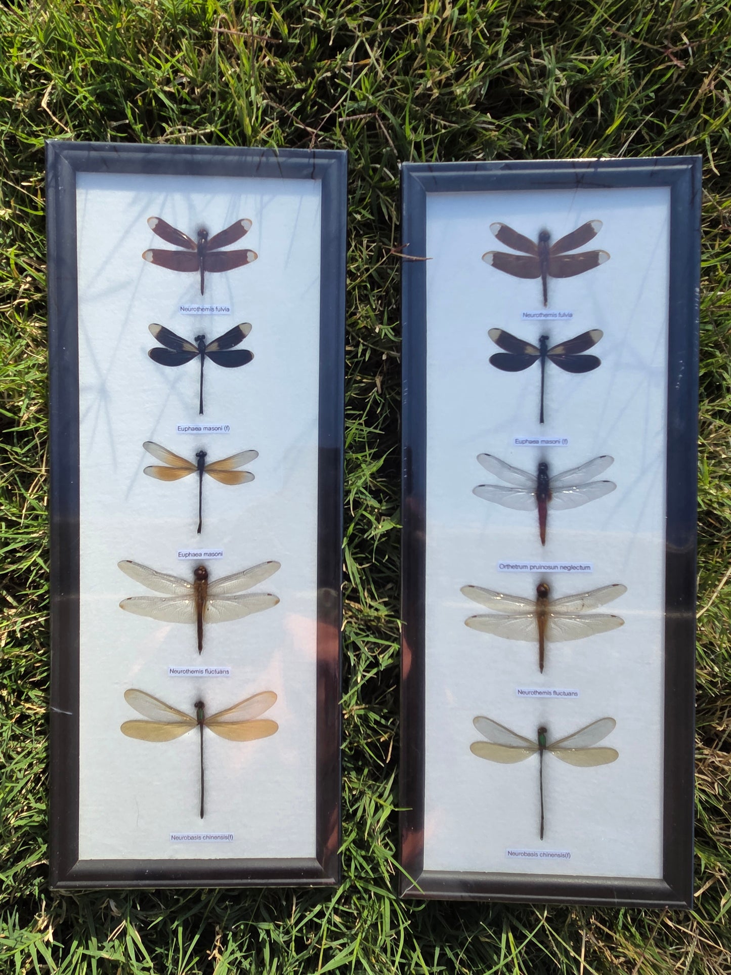 Mystic Dragonfly Collection in Wooden Frame