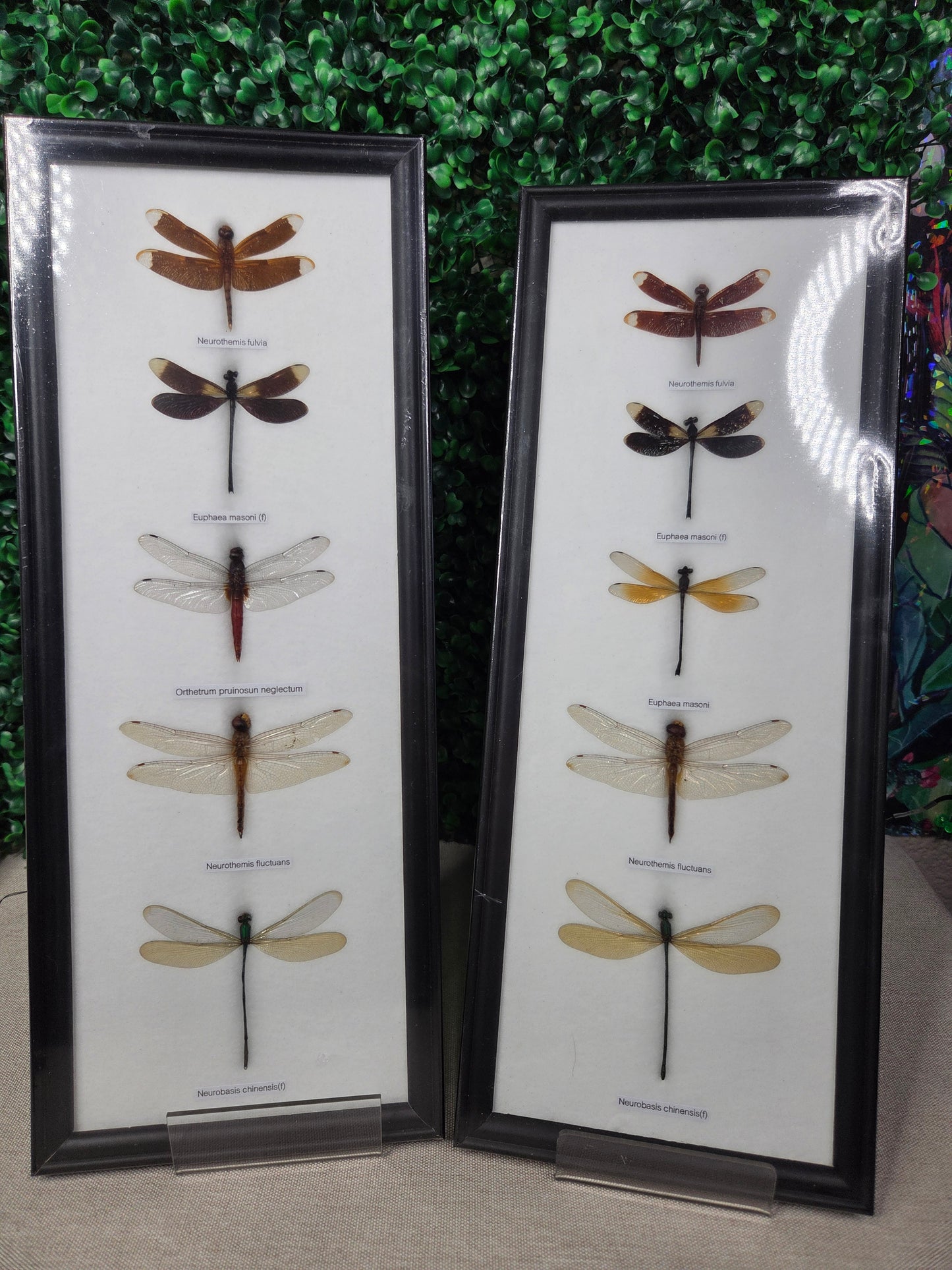 Mystic Dragonfly Collection in Wooden Frame