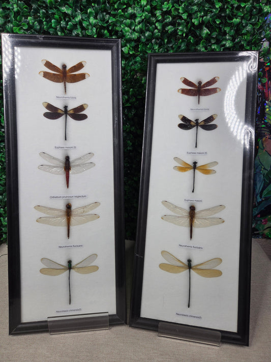 Mystic Dragonfly Collection in Wooden Frame